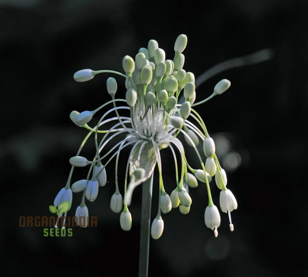 Allium carinatum pulchellum Album Flower Seeds, Cultivating White Beauty with Expert Planting and Gardening - Image 3