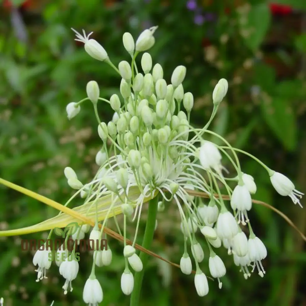 Allium carinatum pulchellum Album Flower Seeds, Cultivating White Beauty with Expert Planting and Gardening - Image 4