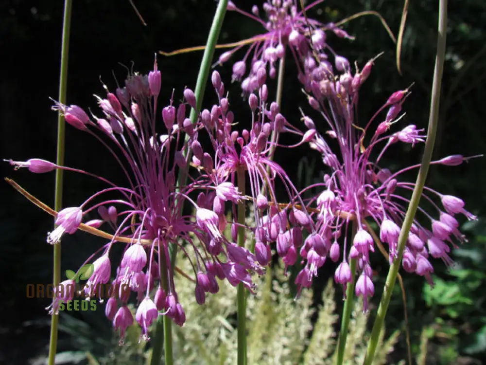Allium carinatum subsp. pulchellum Flower Seeds, Growing Elegant Blooms with Expert Planting and Gardening - Image 3