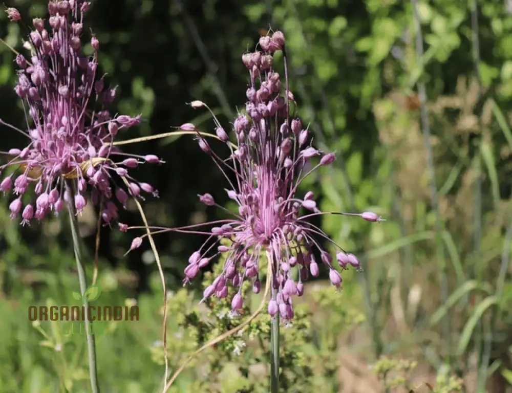 Allium carinatum subsp. pulchellum Flower Seeds, Growing Elegant Blooms with Expert Planting and Gardening - Image 4