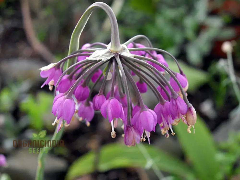 Allium cernuum Flower Seeds, Cultivating Graceful Blooms with Expert Planting and Gardening