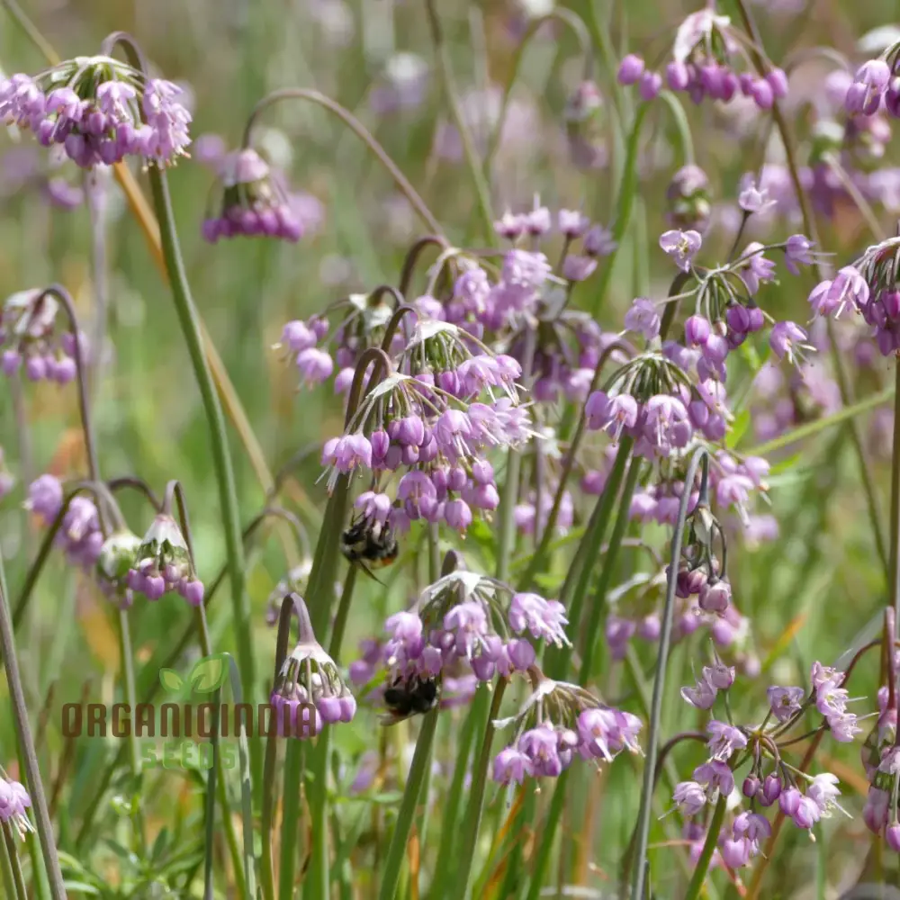 Allium cernuum Flower Seeds, Cultivating Graceful Blooms with Expert Planting and Gardening - Image 3