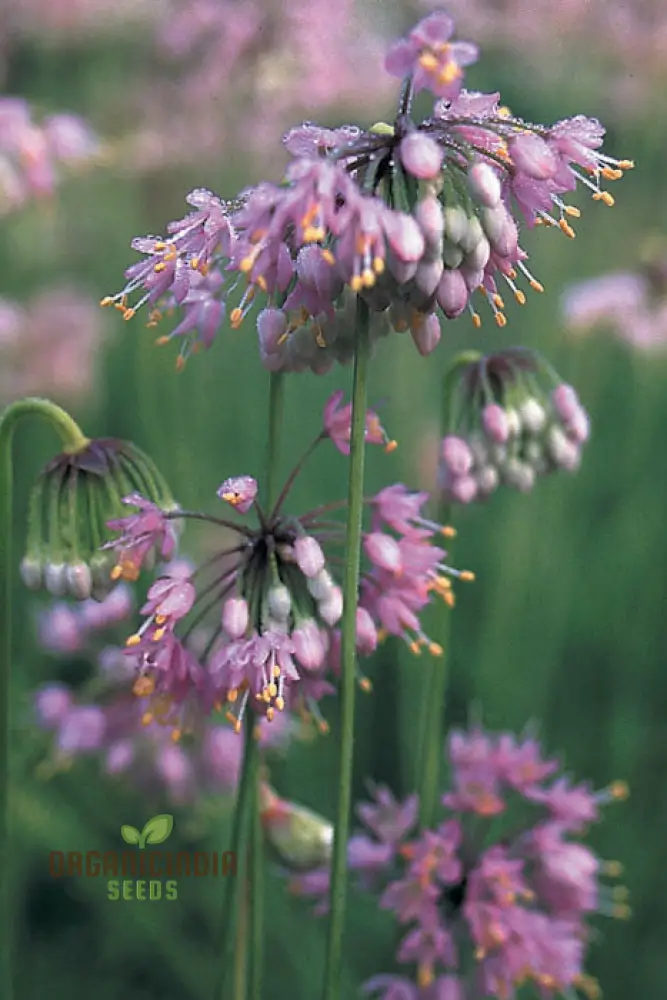 Allium cernuum Flower Seeds, Cultivating Graceful Blooms with Expert Planting and Gardening - Image 4