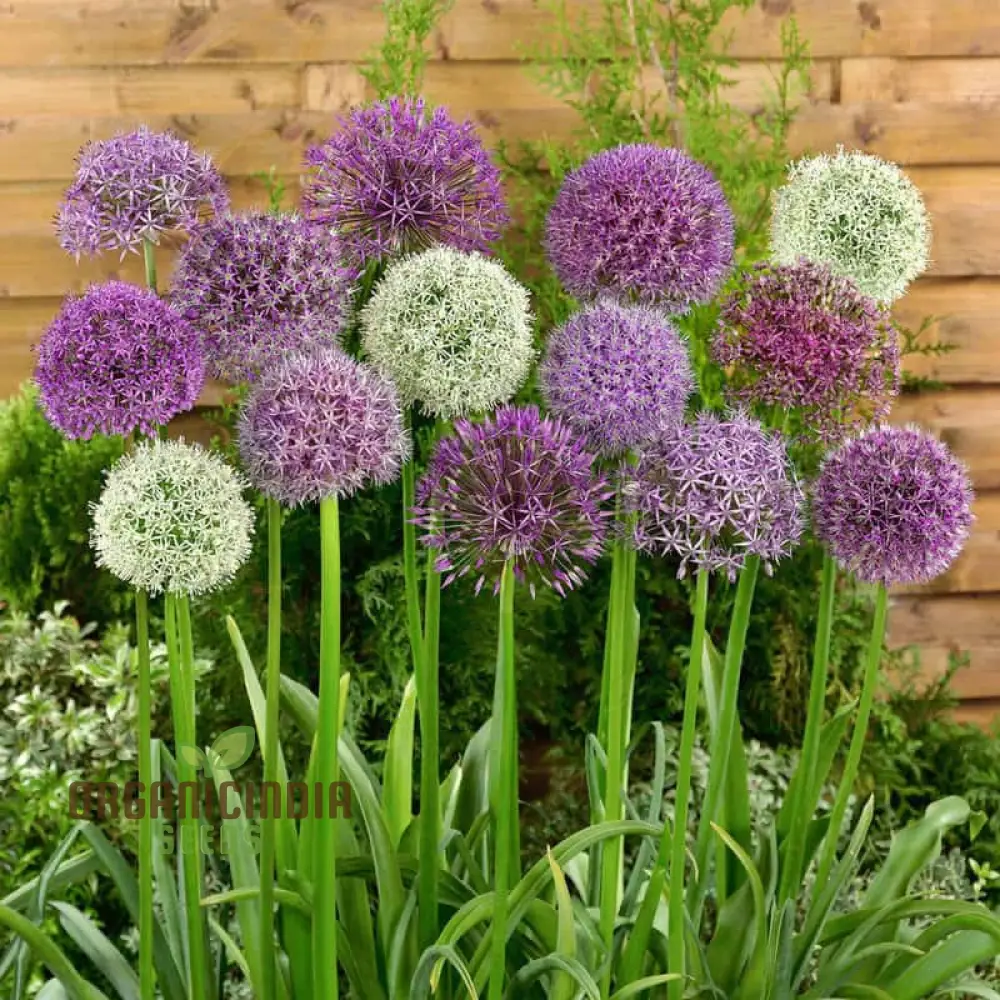 Allium Choice Mixture Seeds – Diverse Ornamental Bloom Variety for Garden Planting