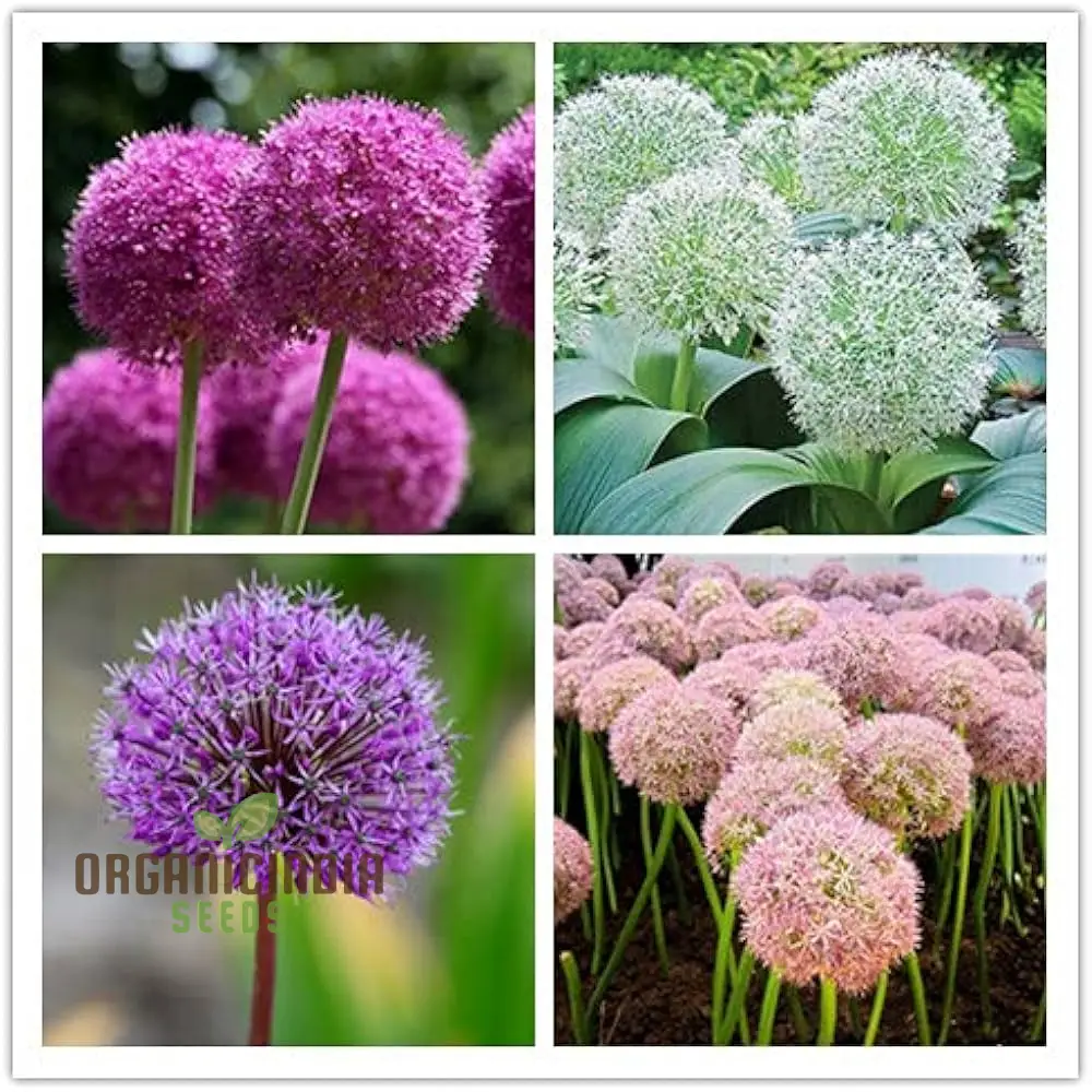 Allium Choice Mixture Seeds – Diverse Ornamental Bloom Variety for Garden Planting - Image 3