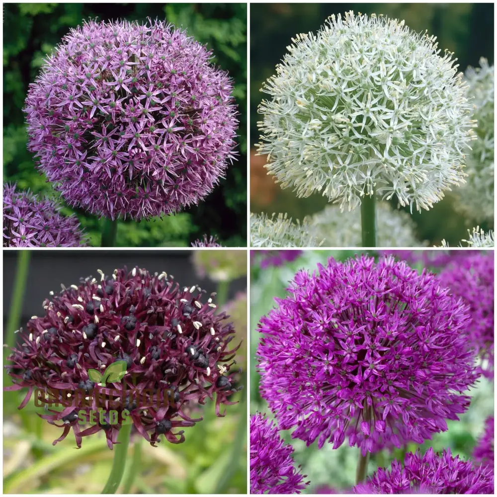Allium Choice Mixture Seeds – Diverse Ornamental Bloom Variety for Garden Planting - Image 4