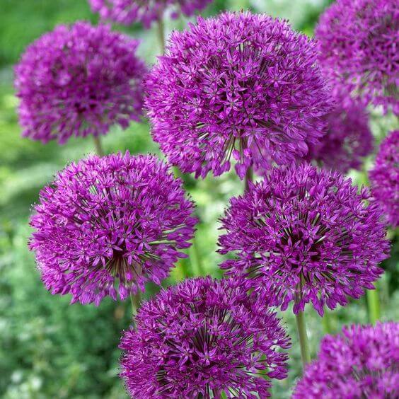 Allium Choice Mixture Seeds – Diverse Ornamental Bloom Variety for Garden Planting - Image 5