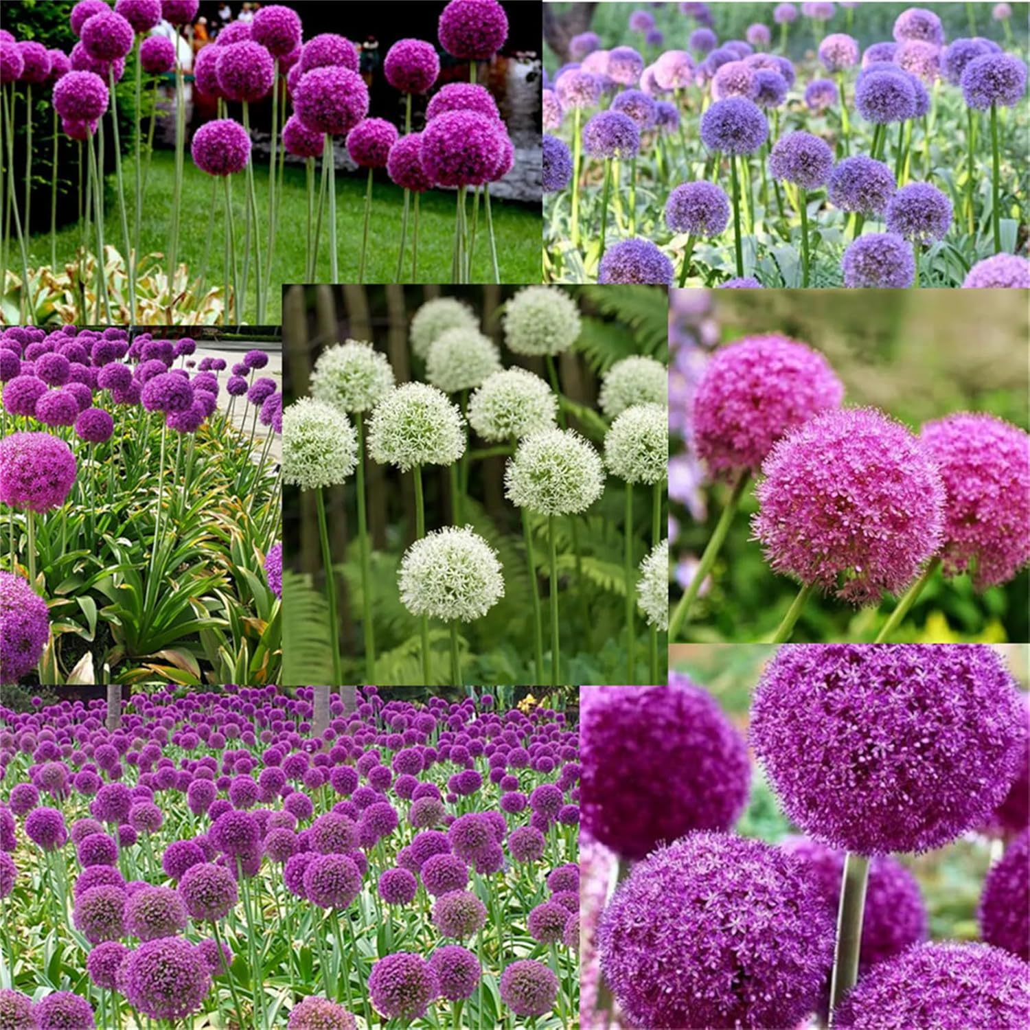 Allium Choice Mixture Seeds – Diverse Ornamental Bloom Variety for Garden Planting - Image 6