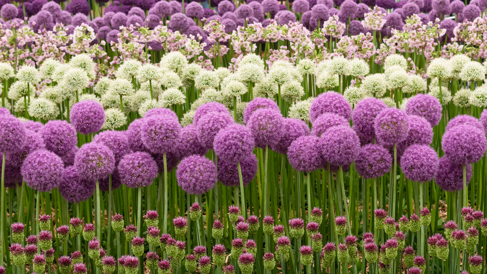 Allium Choice Mixture Seeds – Diverse Ornamental Bloom Variety for Garden Planting - Image 7