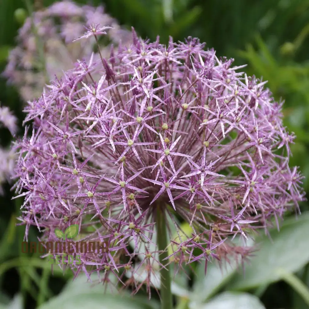 Allium Christophii Flower Seeds for Planting, Exquisite Blooms for Garden Enthusiasts, Premium Quality Garden Seeds