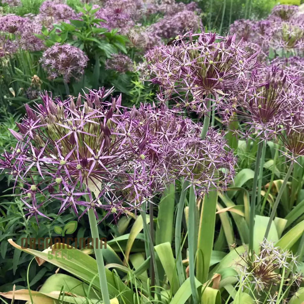 Allium Christophii Flower Seeds for Planting, Exquisite Blooms for Garden Enthusiasts, Premium Quality Garden Seeds - Image 3