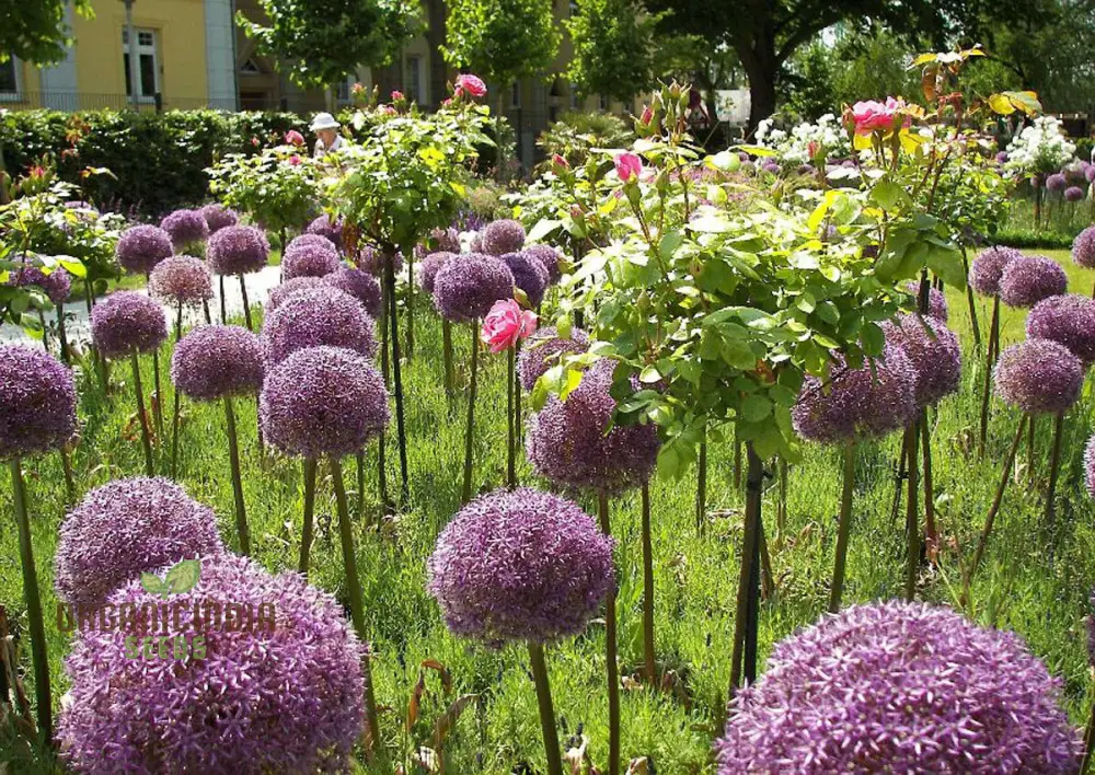 Allium Christophii Flower Seeds for Planting, Exquisite Blooms for Garden Enthusiasts, Premium Quality Garden Seeds - Image 4