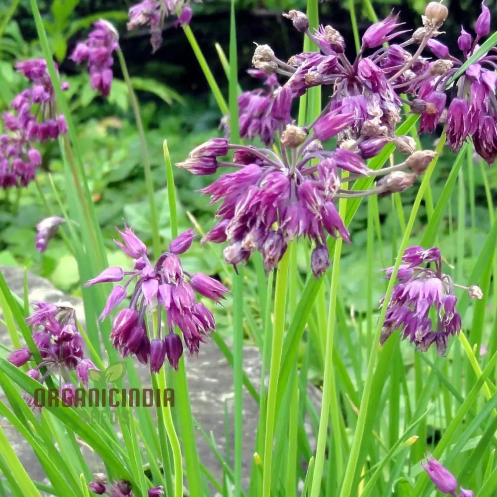Allium Cyathophorum Var Farreri Flower Seeds for Planting, Exquisite Garden Seeds for Plant Enthusiasts - Image 3