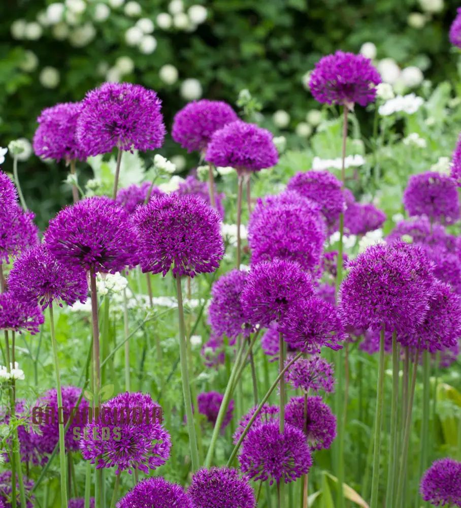 Allium Hollandicum 'Purple' Seeds – Premium Ornamental Flower Variety for Garden Enhancement