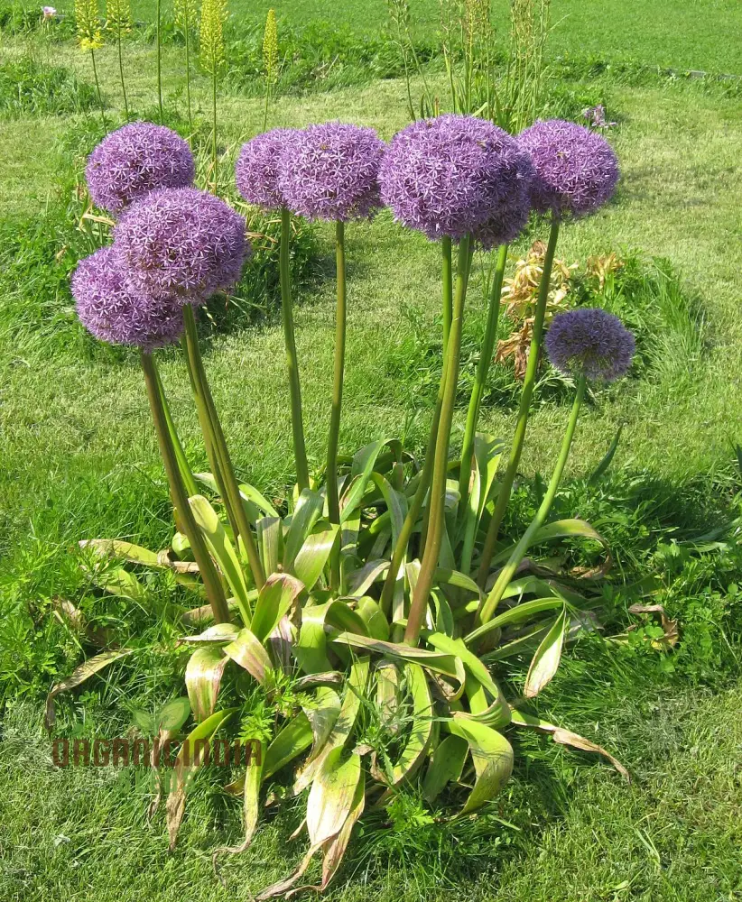 Allium Hollandicum 'Purple' Seeds – Premium Ornamental Flower Variety for Garden Enhancement - Image 3