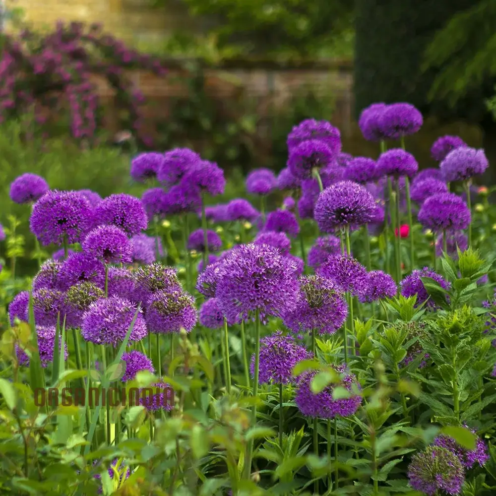 Allium Hollandicum 'Purple' Seeds – Premium Ornamental Flower Variety for Garden Enhancement - Image 4