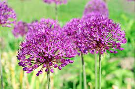 Allium Hollandicum 'Purple' Seeds – Premium Ornamental Flower Variety for Garden Enhancement - Image 6