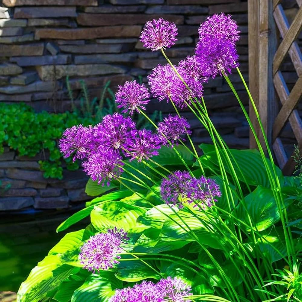 Allium Hollandicum 'Purple' Seeds – Premium Ornamental Flower Variety for Garden Enhancement - Image 7