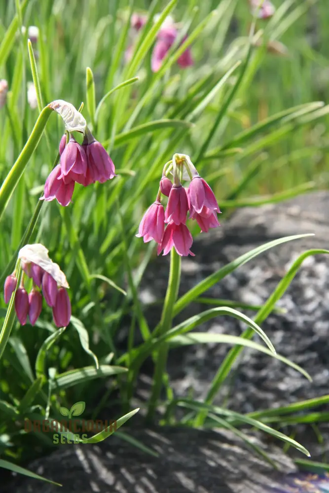 Allium Insubricum Flower Seeds for Planting, Premium Quality for Your Gardening