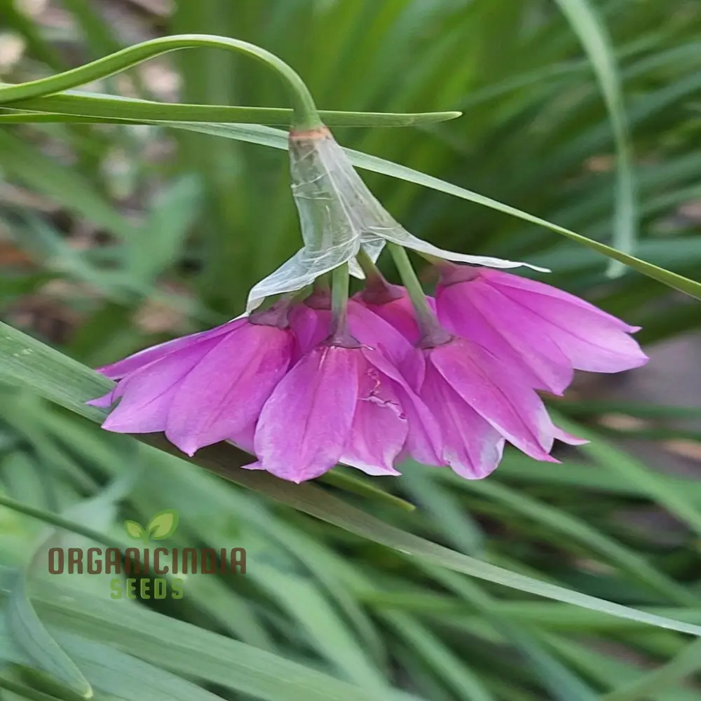 Allium Insubricum Flower Seeds for Planting, Premium Quality for Your Gardening - Image 3