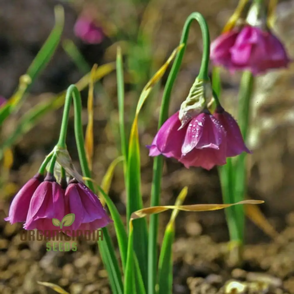 Allium Insubricum Flower Seeds for Planting, Premium Quality for Your Gardening - Image 4