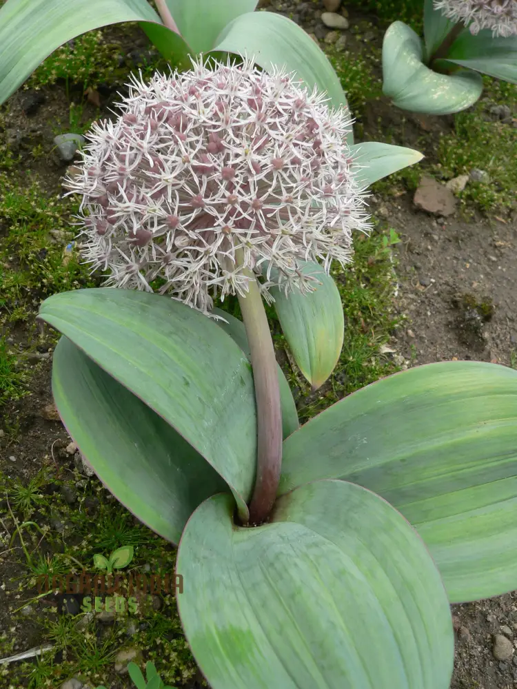 Allium Karataviense Seeds – Premium Ornamental Bloom Variety for Garden Planting