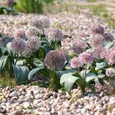 Allium Karataviense Seeds – Premium Ornamental Bloom Variety for Garden Planting - Image 5