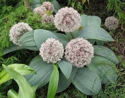 Allium Karataviense Seeds – Premium Ornamental Bloom Variety for Garden Planting - Image 6