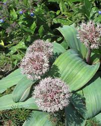 Allium Karataviense Seeds – Premium Ornamental Bloom Variety for Garden Planting - Image 7
