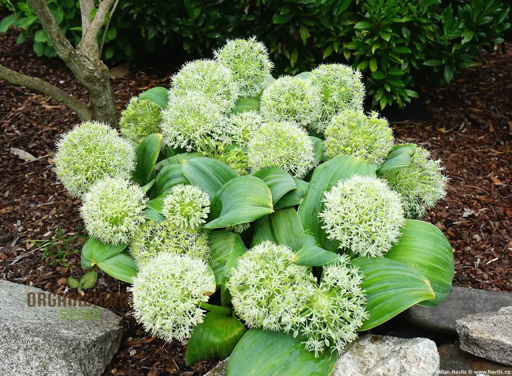 Allium Karataviense âIvory Queenâ Seeds â Premium Ornamental Variety for Elegant Garden Planting