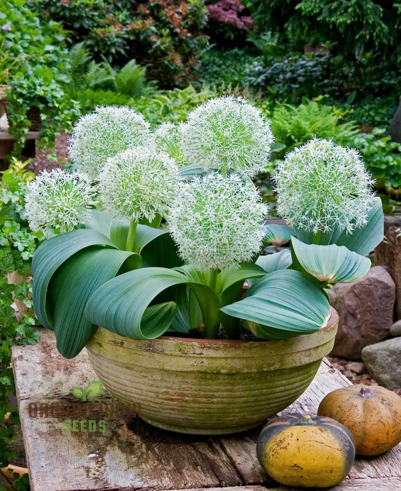 Allium Karataviense âIvory Queenâ Seeds â Premium Ornamental Variety for Elegant Garden Planting - Image 3