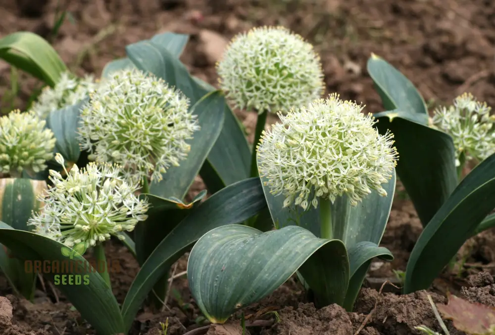 Allium Karataviense âIvory Queenâ Seeds â Premium Ornamental Variety for Elegant Garden Planting - Image 4