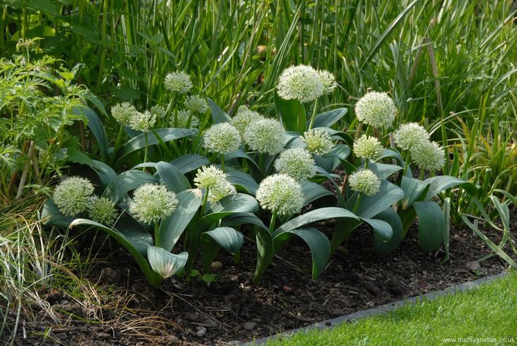 Allium Karataviense âIvory Queenâ Seeds â Premium Ornamental Variety for Elegant Garden Planting - Image 5