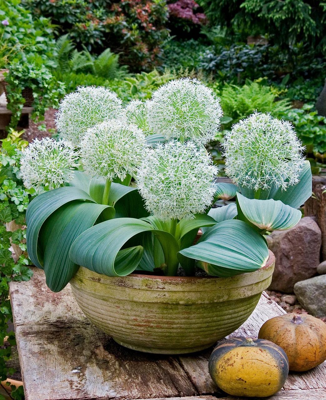 Allium Karataviense âIvory Queenâ Seeds â Premium Ornamental Variety for Elegant Garden Planting - Image 6