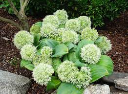 Allium Karataviense âIvory Queenâ Seeds â Premium Ornamental Variety for Elegant Garden Planting - Image 7