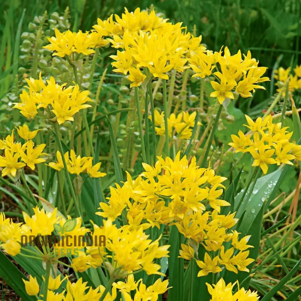 Allium Moly Flower Seeds for Planting, Premium Quality Seeds for Vibrant Garden Blooms