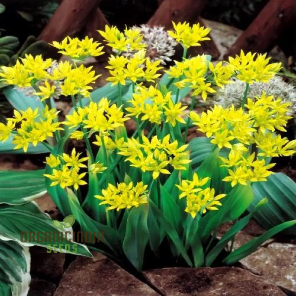 Allium Moly Flower Seeds for Planting, Premium Quality Seeds for Vibrant Garden Blooms - Image 4