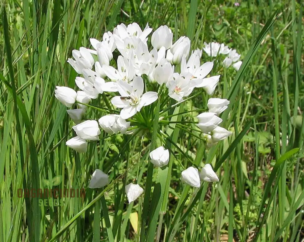 Allium Neapolitanum Flower Seeds for Planting, Premium Quality Seeds for Stunning Garden