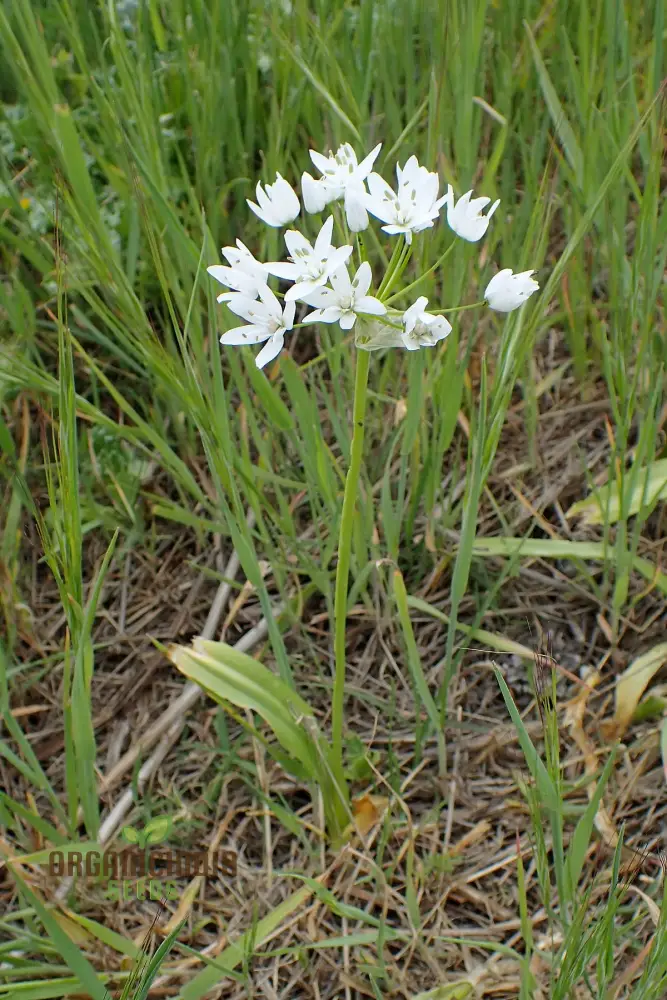 Allium Neapolitanum Flower Seeds for Planting, Premium Quality Seeds for Stunning Garden - Image 3
