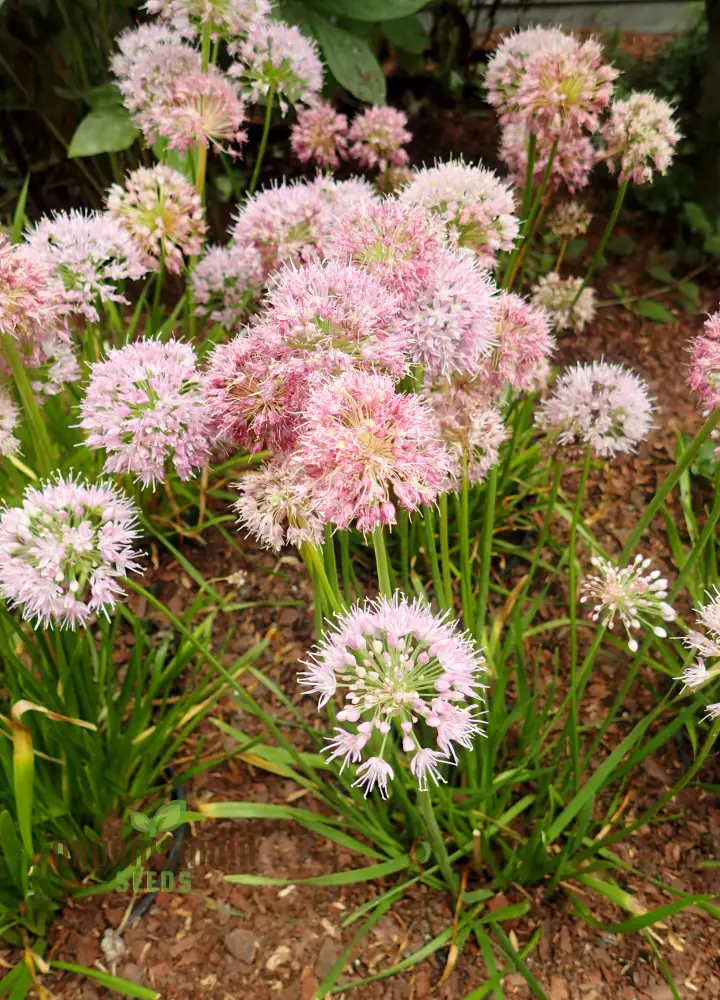 Allium Nutans Seeds – Premium Ornamental Variety for Elegant Garden Planting