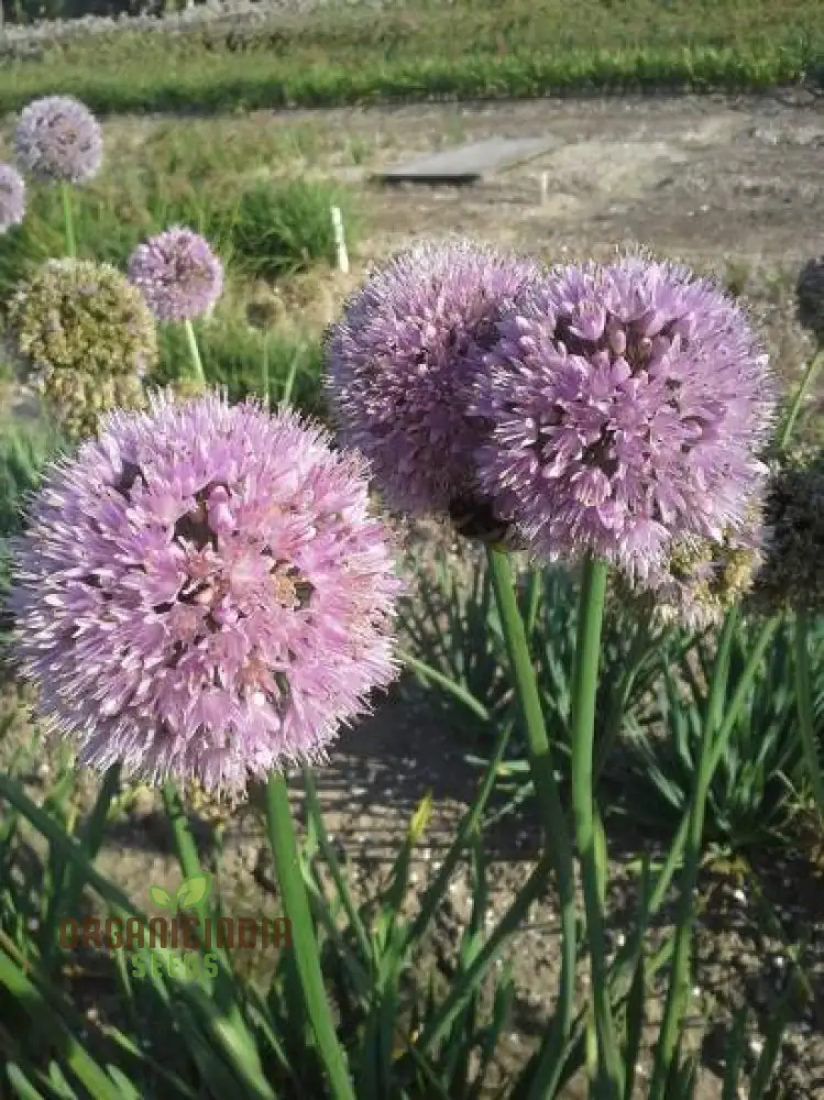 Allium Nutans Seeds – Premium Ornamental Variety for Elegant Garden Planting - Image 4