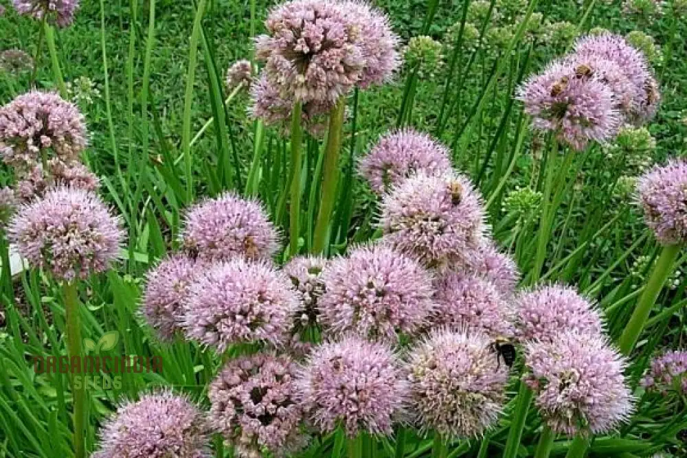 Allium Nutans Seeds – Premium Ornamental Variety for Elegant Garden Planting - Image 5