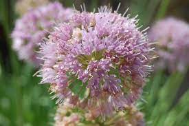 Allium Nutans Seeds – Premium Ornamental Variety for Elegant Garden Planting - Image 6