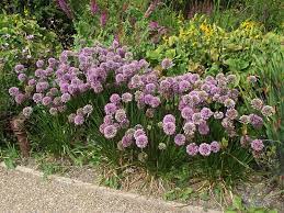 Allium Nutans Seeds – Premium Ornamental Variety for Elegant Garden Planting - Image 7