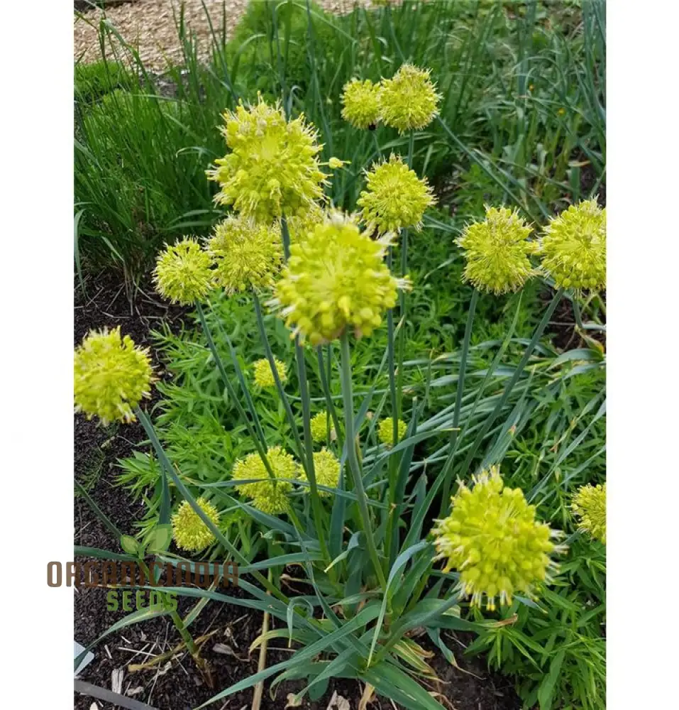 Allium Obliquum Seeds – Premium Ornamental Onion Variety for Stunning Garden Displays