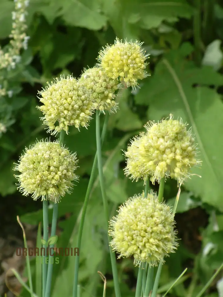 Allium Obliquum Seeds – Premium Ornamental Onion Variety for Stunning Garden Displays - Image 3
