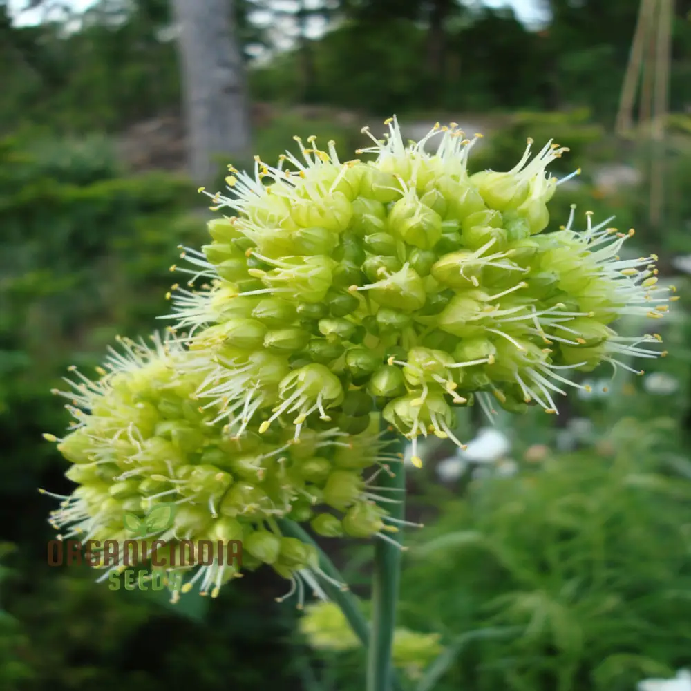Allium Obliquum Seeds – Premium Ornamental Onion Variety for Stunning Garden Displays - Image 4