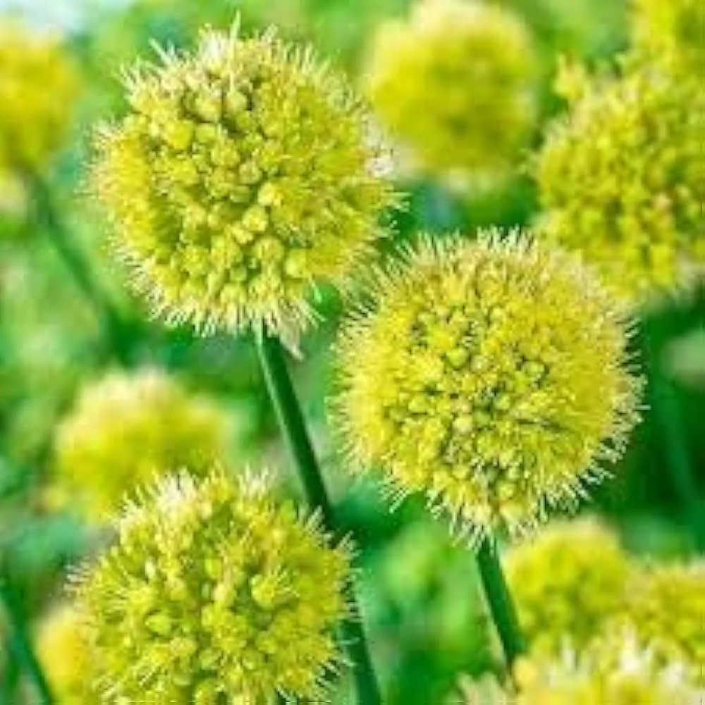 Allium Obliquum Seeds – Premium Ornamental Onion Variety for Stunning Garden Displays - Image 5