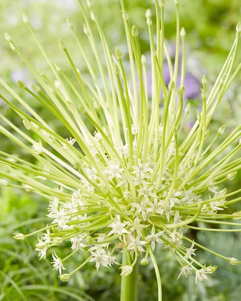 Allium Obliquum Seeds – Premium Ornamental Onion Variety for Stunning Garden Displays - Image 6