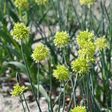 Allium Obliquum Seeds – Premium Ornamental Onion Variety for Stunning Garden Displays - Image 7